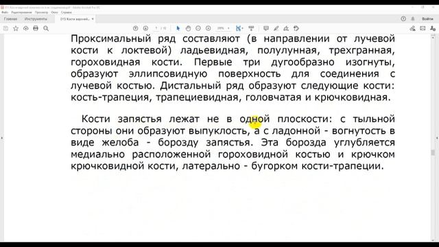 15 Кости верхней конечности и их соединения смотреть онлайн