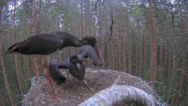 Черный аист . Аистенок съел всё один. The Young Stork Waba Ate Everything Alone.
