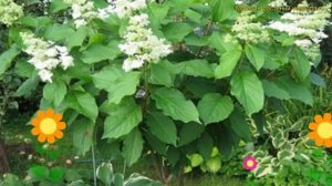 Гортензия метельчатая. Краткий обзор, описание характеристик hydrangea paniculata prim white