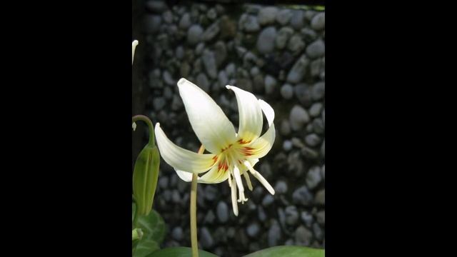 ЭРИТРОНИУМ , или КАНДЫК (ERYTHRONIUM) сем. Лилейные смотреть онлайн