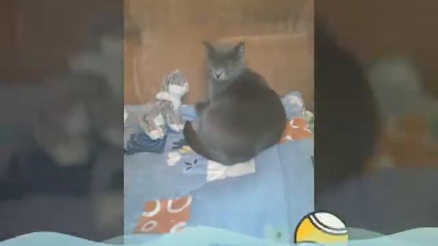 Кот наша семья смотреть онлайн