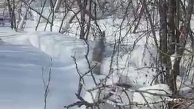 Косуля в снегу смотреть онлайн