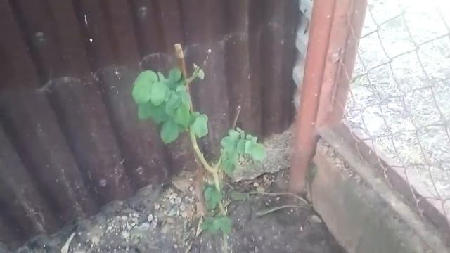 Роза из черенка 21.06.2019г. смотреть онлайн
