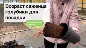 В каком возрасте высаживать саженцы голубики? Питомник и лаборатория из Беларуси «Ягодная долина»