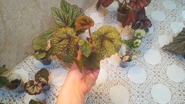 Детки бегоний на 11.03.2022 смотреть онлайн