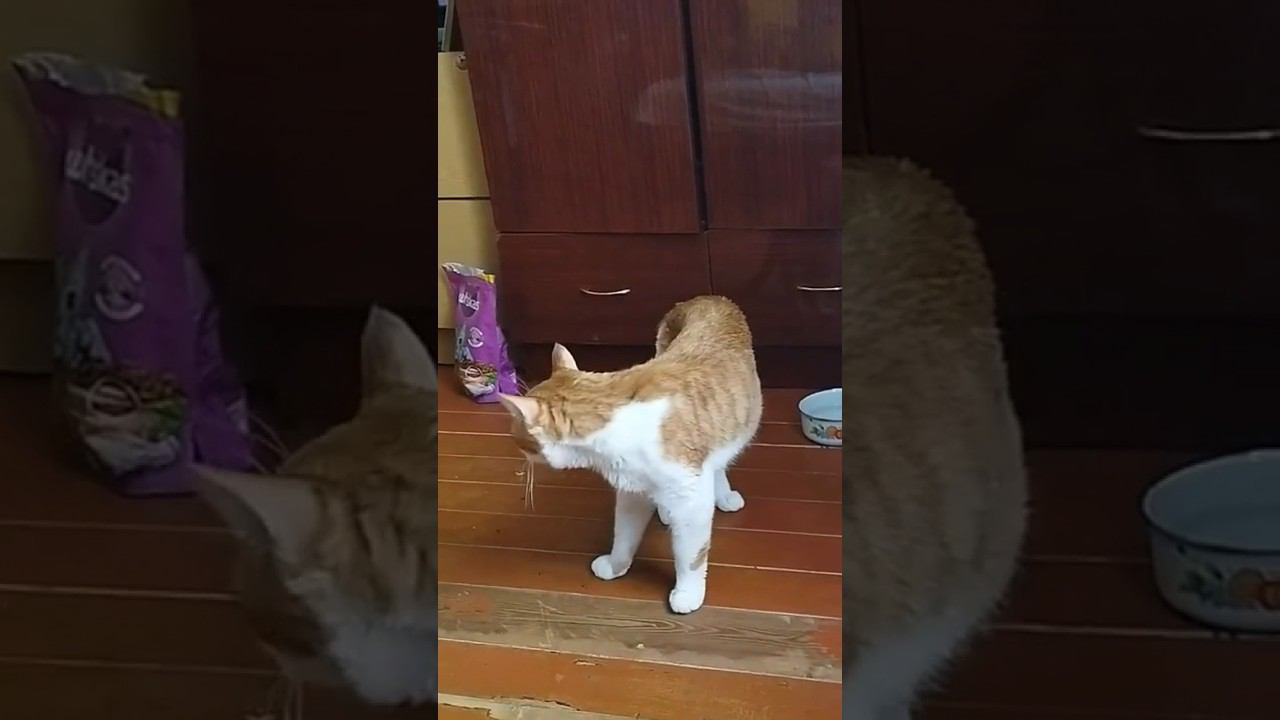 Кат #всегопонемногу #кот #котики #коты смотреть онлайн