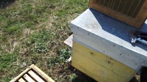 Семья воспитательница. Готовим к выводу маток