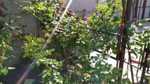 Роза маритим цветение