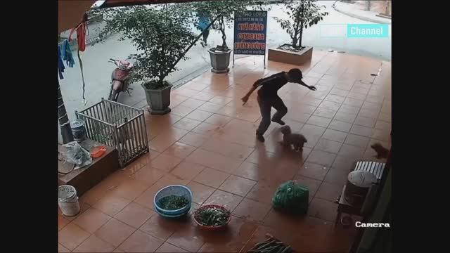 Смешные животные. Бешенные петухи и курицы. Подборка приколов до слез смотреть онлайн