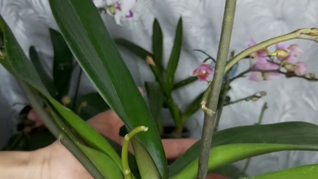 Это лучший ГРУНТ для НАРАЩИВАНИЯ ЖИРНЫХ ЗДОРОВЫХ КОРНЕЙ у ОРХИДЕЙ смотреть онлайн