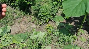 Ежевика Блек джем, первые ягоды.