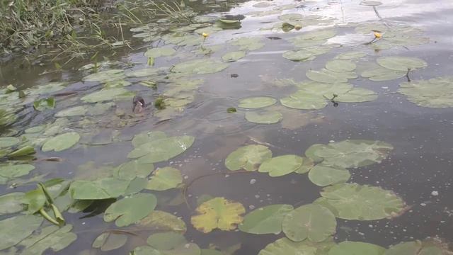 Хищник на Оке смотреть онлайн