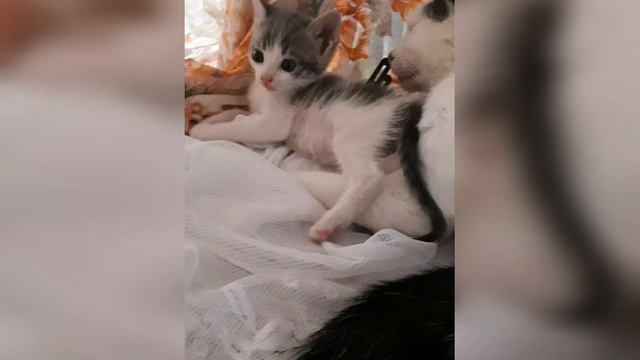 НЕЗАБУДКА смотреть онлайн