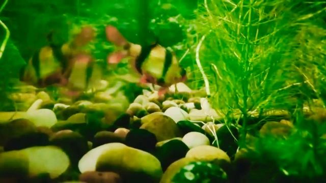 БАРБУСЫ И ЗЕРКАЛО!!!! Отдыхаем с рыбками.