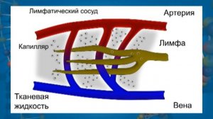 Движение лимфы. Видеоурок по биологии 8 класс
