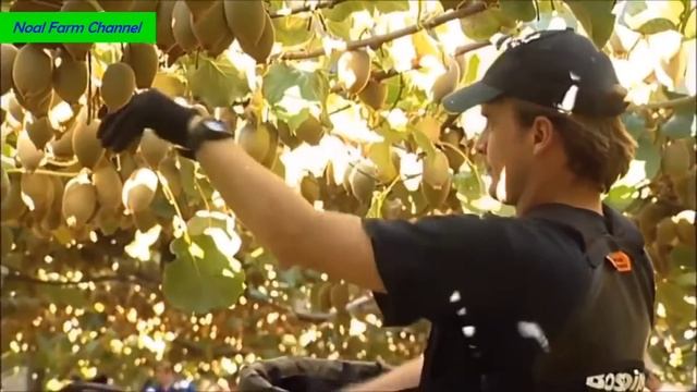 Новая Зеландия Сбор урожая и упаковки киви - Удивительное земледелие Kiwi Farm 2018 смотреть онлайн