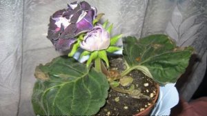 Болезни глоксинии — что делать, как с ними бороться