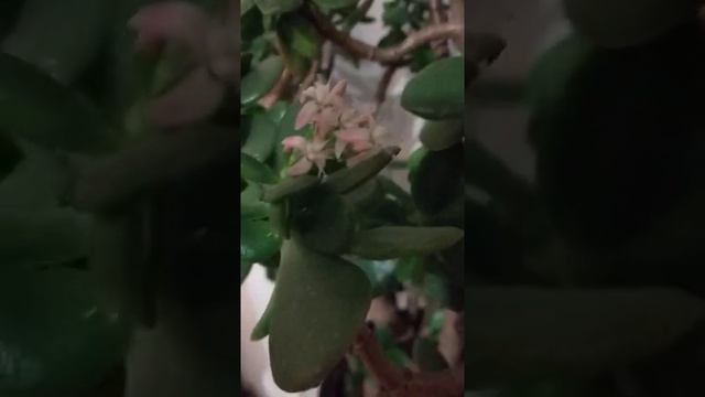 Цветение денежного дерева смотреть онлайн