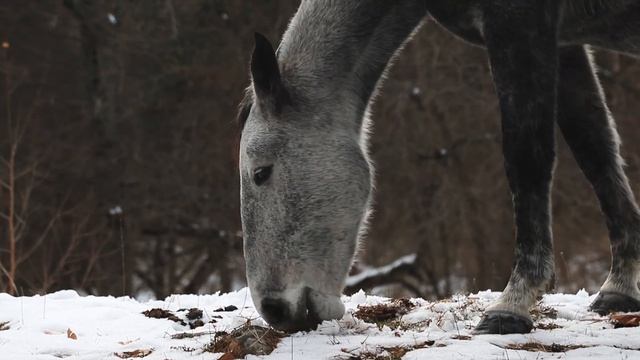 Dombay 2020 travel video ,canon 6 d mark II смотреть онлайн