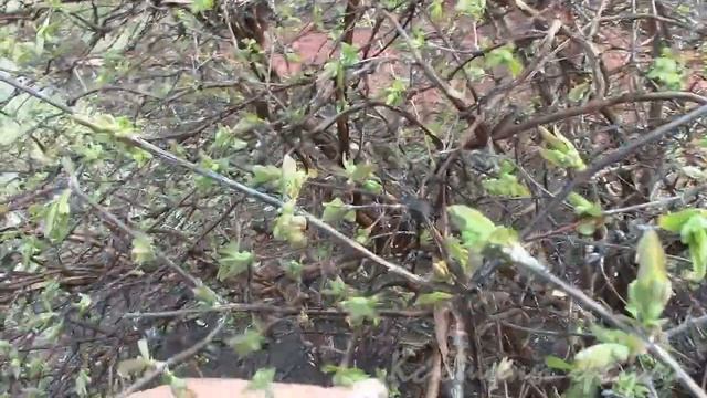 КУСТАРНИКИ В АПРЕЛЕ 1 смотреть онлайн