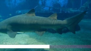 Большая рыба во сне. Сонник, толкование сна. Онлайн сонник.