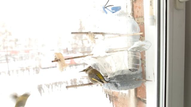 Зеленушка обыкновенная (лат. - Carduelis chloris) смотреть онлайн