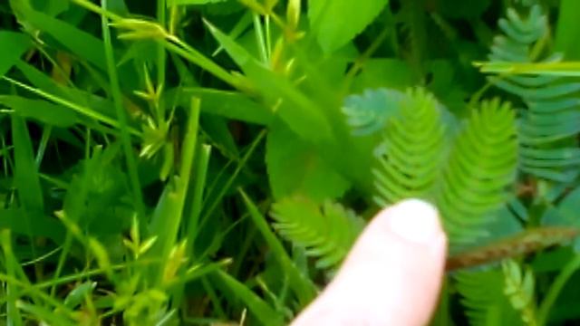 мимоза стыдливая. смотреть онлайн