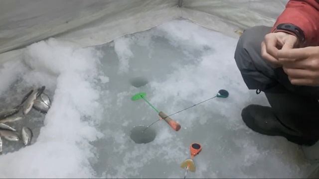 Рыбалка в Прямом Эфире. Ловлю Сорогу И Общаюсь со Зрителями! смотреть онлайн