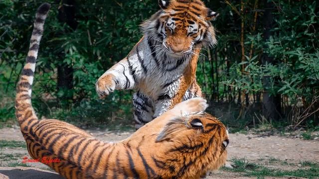 Zoo - Animal Sound Effects смотреть онлайн