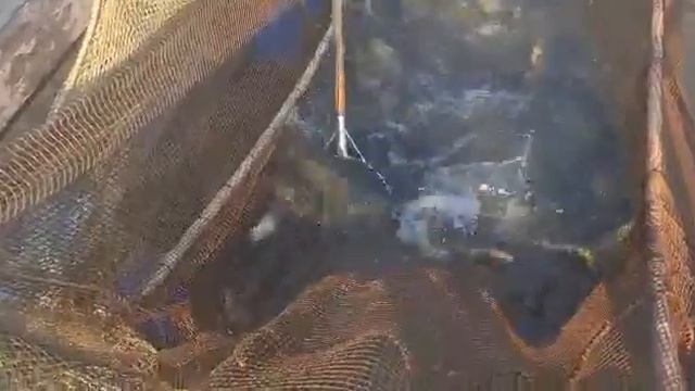 Зарыбление водоёма башкирским карпом смотреть онлайн