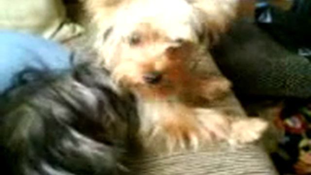 My silky terrier смотреть онлайн