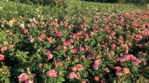 Эти розы цветут Всегда!