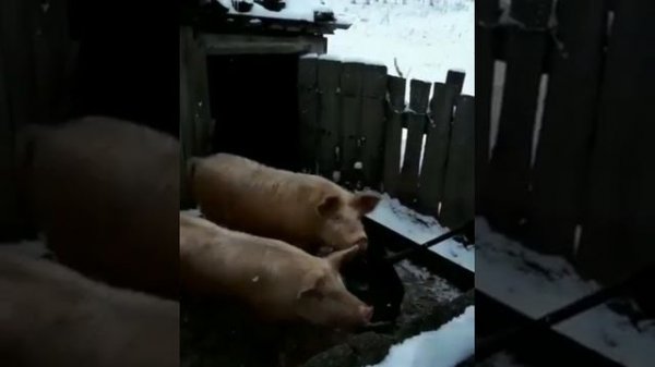 Хатсан125 Поросёнок