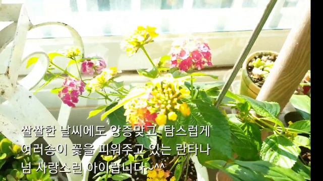 12월 둘째주 베란다정원 смотреть онлайн