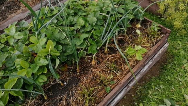 ПОВЫШАЮ УРОЖАЙ КЛУБНИКИ НА СЛЕДУЮЩИЙ ГОД