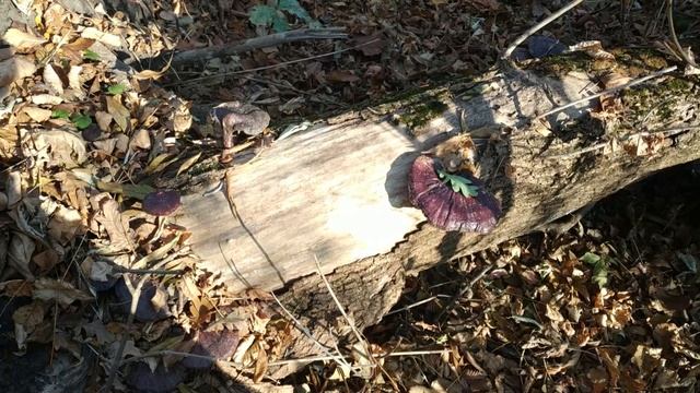 ❗Сюрприз от лесополосы?❗ Огромная поляна синеножки, вешенки и фламмулина❗ 2️⃣9️⃣ октября 2021 года❗ смотреть онлайн