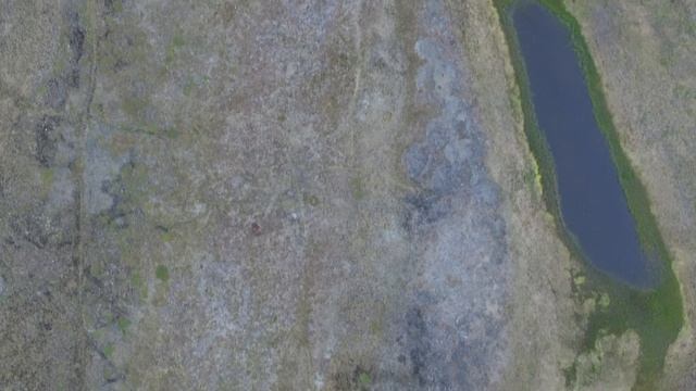 Краснозобая гагара с потомством смотреть онлайн
