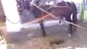 Horse stallion, у коня эрекция возникла philips761