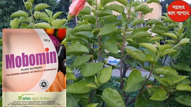 জবা গাছের ১০টি ভয়ঙ্কর রোগ ও তার সম্পূর্ণ প্রতিকার; 10 Important disease of Hibiscus Plant & its car смотреть онлайн