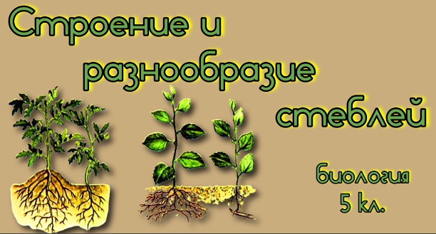 Строение и разнообразие стеблей Биология 5 кл.. смотреть онлайн