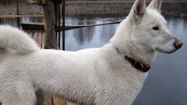 Собачку вели на усыпление, но в последний момент...! смотреть онлайн