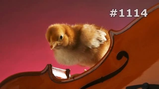 #1114. Куры и петухи (В мире животных) смотреть онлайн