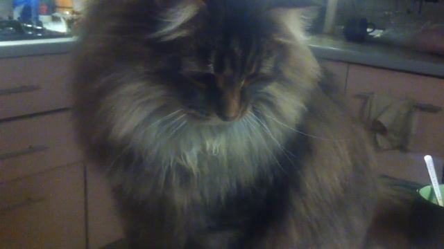 Siberian cat Antey 3 years смотреть онлайн