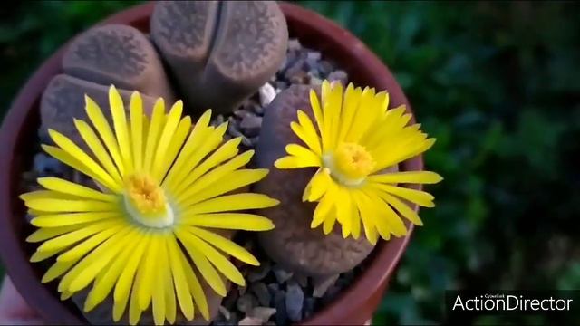 Литопсы цветут 🔥lithops blooming #литопсы смотреть онлайн