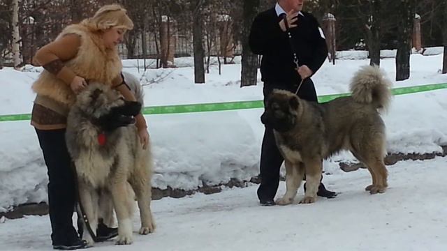 Сука щенки и кобели юниоры. Вологда 24.02.2013 смотреть онлайн