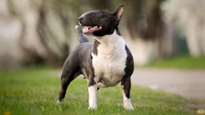 ОВЧАРКА ПРОТИВ БУЛЬТЕРЬЕРА - КТО СИЛЬНЕЕ?