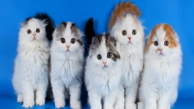 Хайленд фолд (шотландская вислоухая длинношерстная кошка)