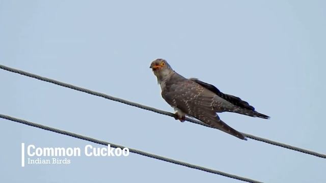 The Common Cuckoo (Cuculus canorus) a.k.a Eurasian Cuckoo смотреть онлайн