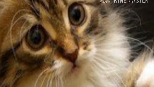 Клип киса киса