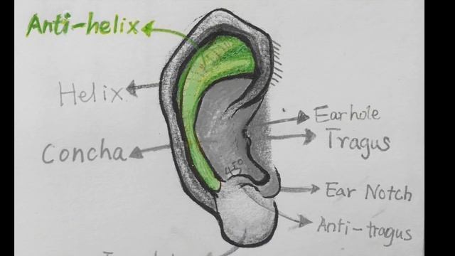 How to sculpt an ear? смотреть онлайн